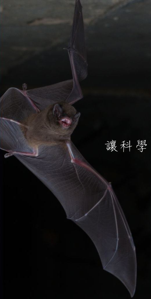 scb